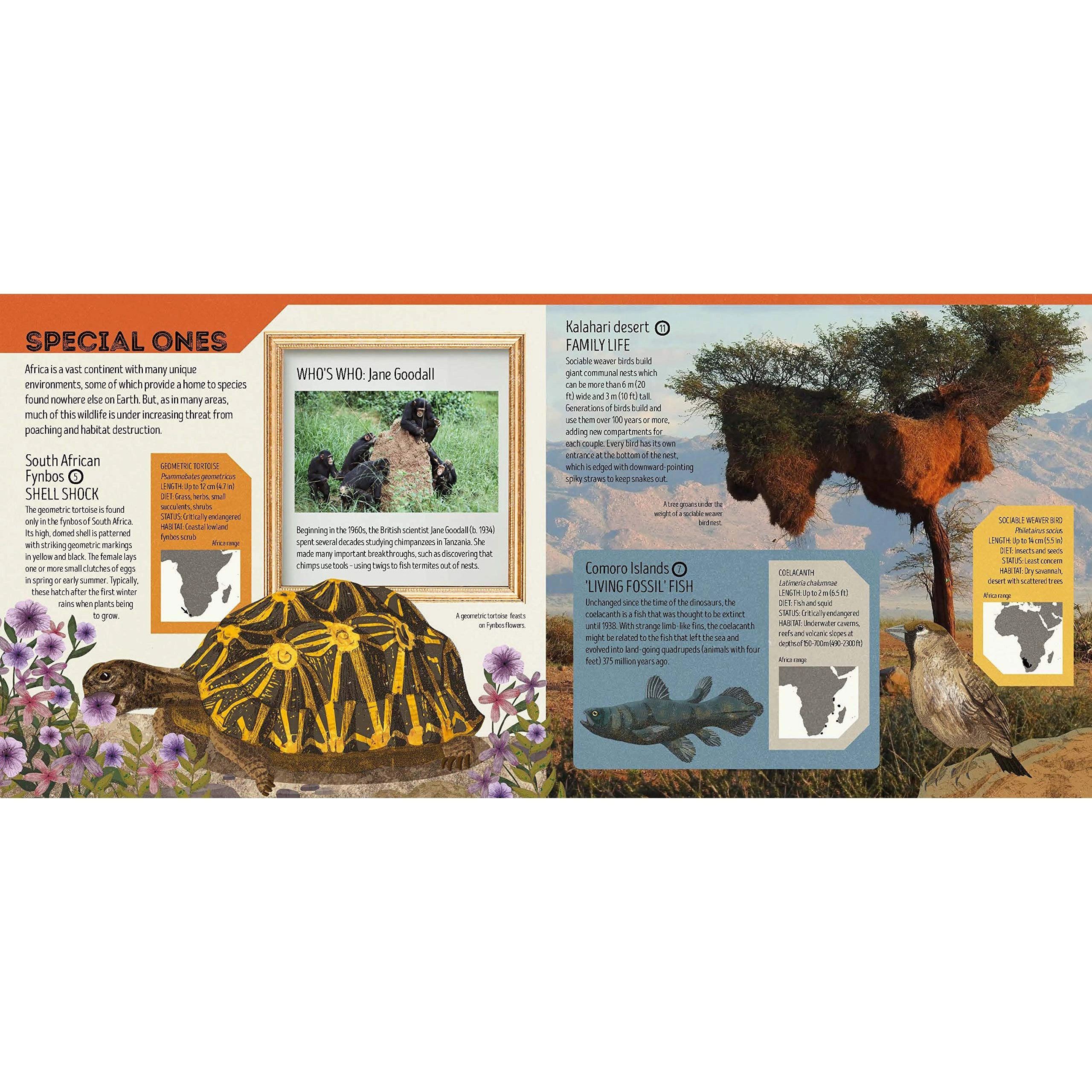 Animal Atlas