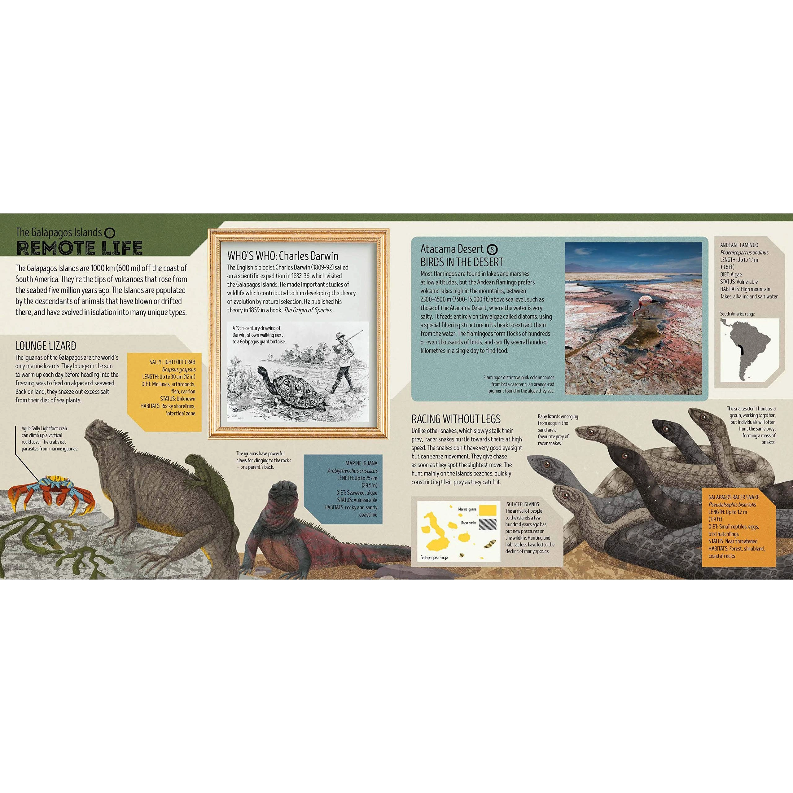 Animal Atlas